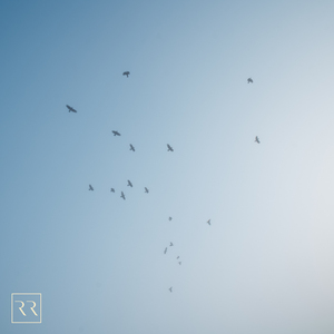 麻豆天美果冻星空国产
